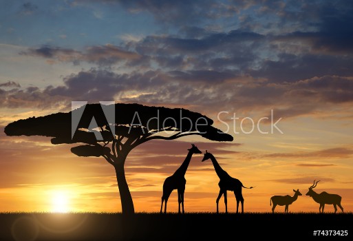 Picture of Giraffes with Kudu at sunset